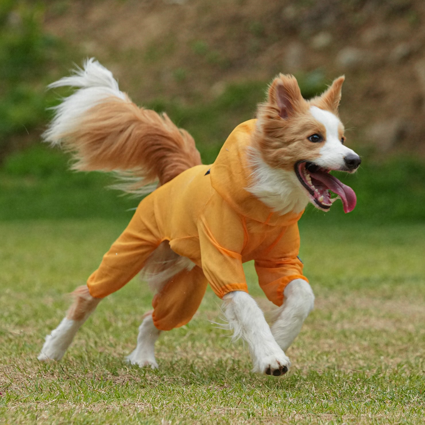 border collie raincoat