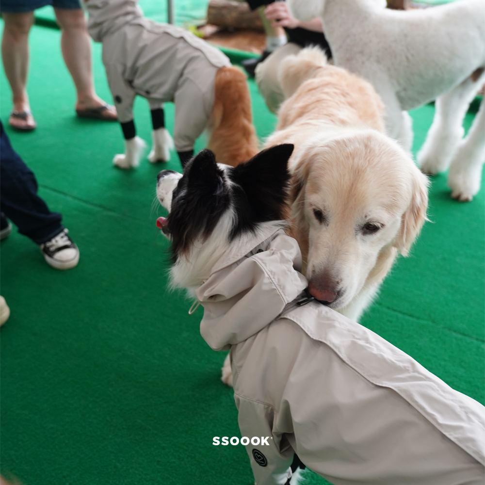 대형견 쏘오옥 앰버서더 두 번째 모임