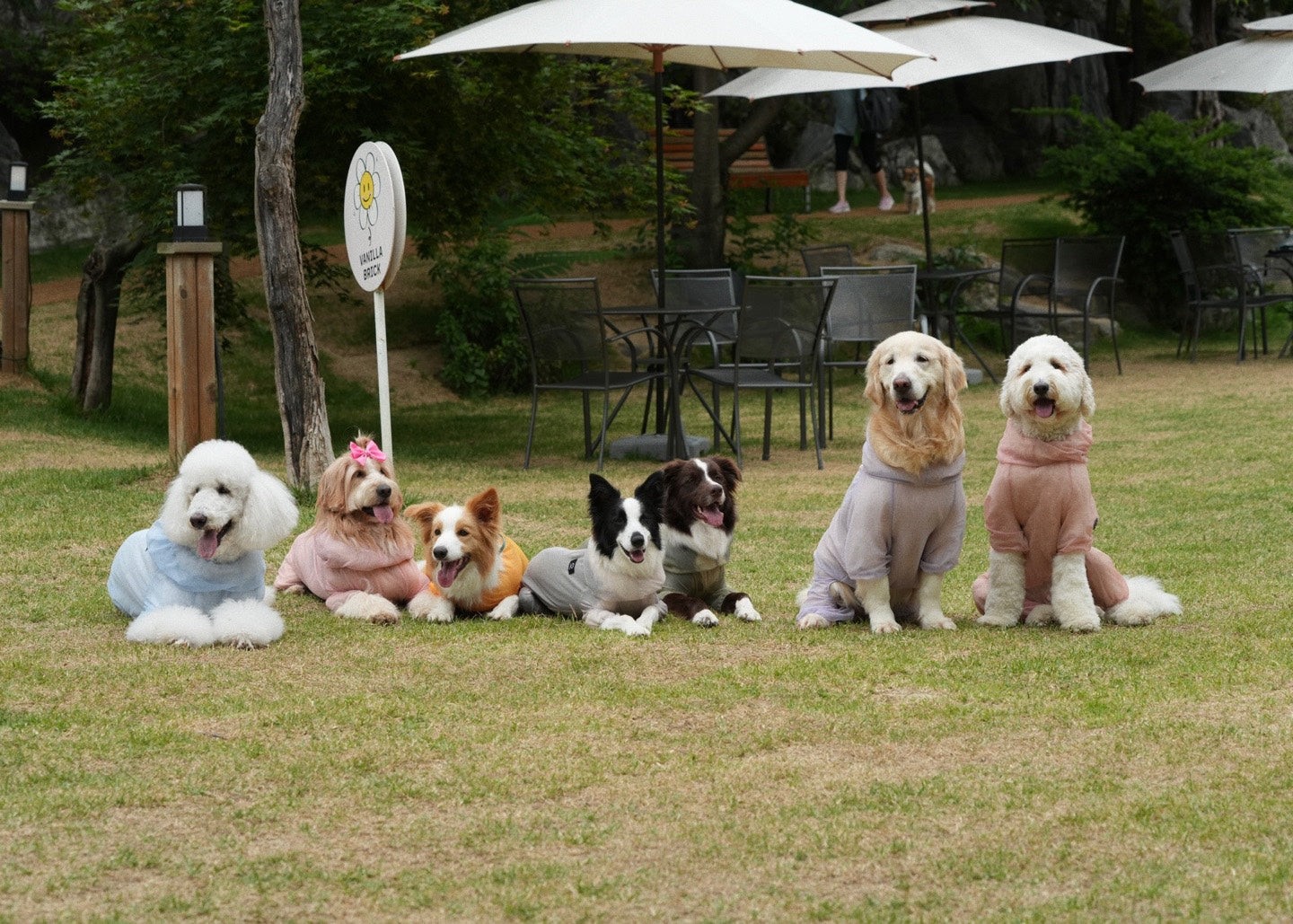 Large dog SSOOOK ambassador meeting