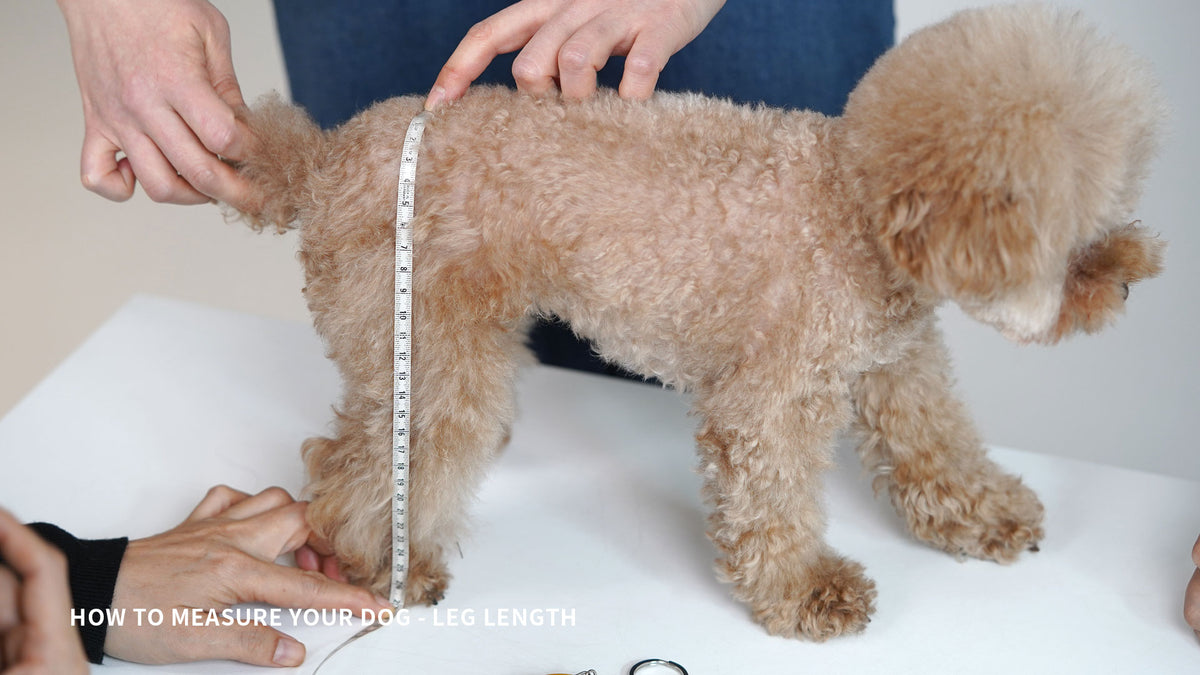 How to measure my dog – SSOOOK