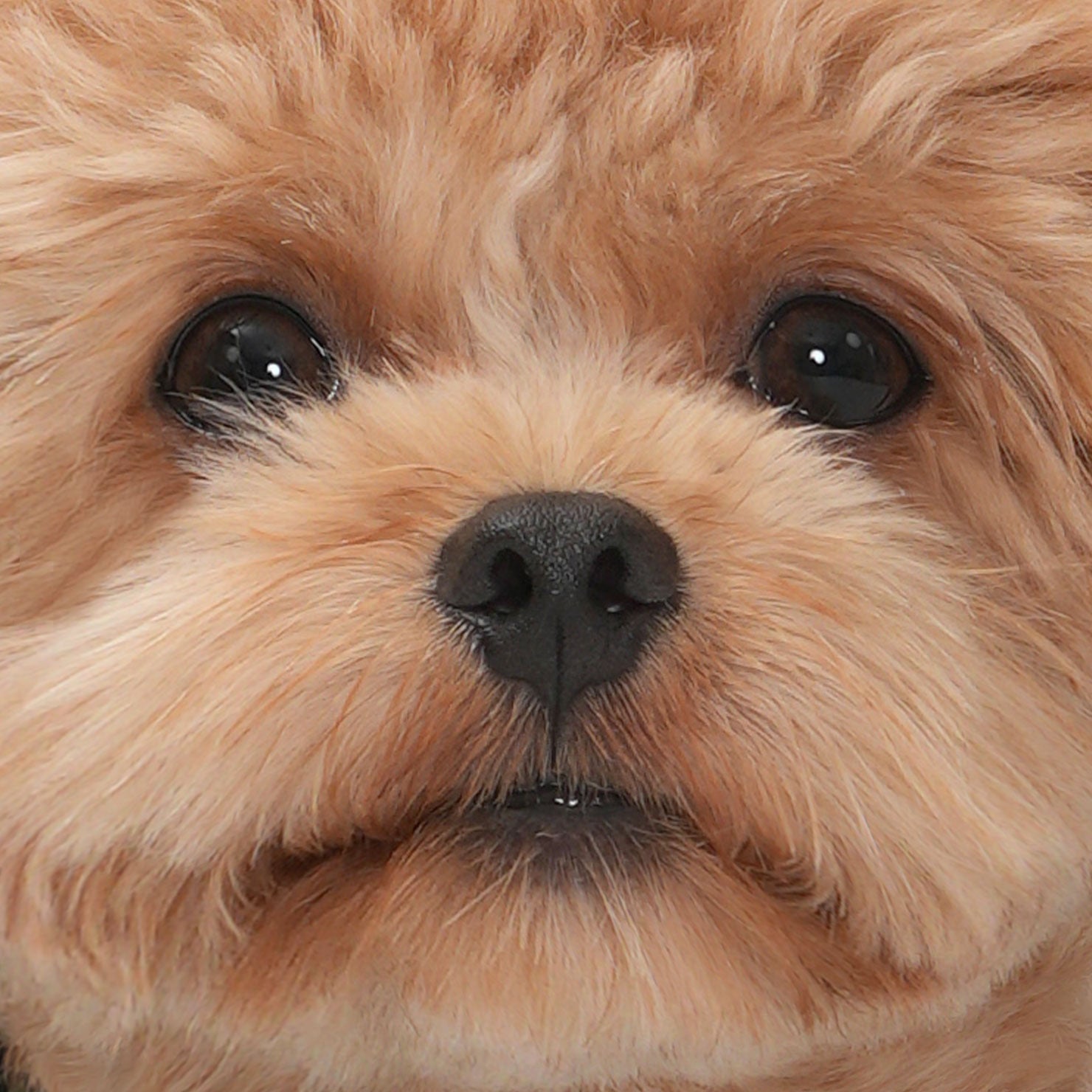 TIPOO - M