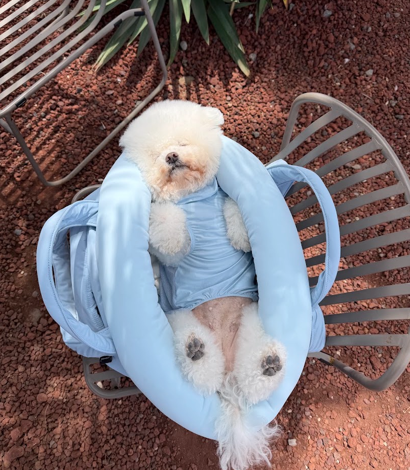 [NEW LAUNCH] Your Pet's New Favorite Carrier - SSOOOK Cooling Sleeping Bag