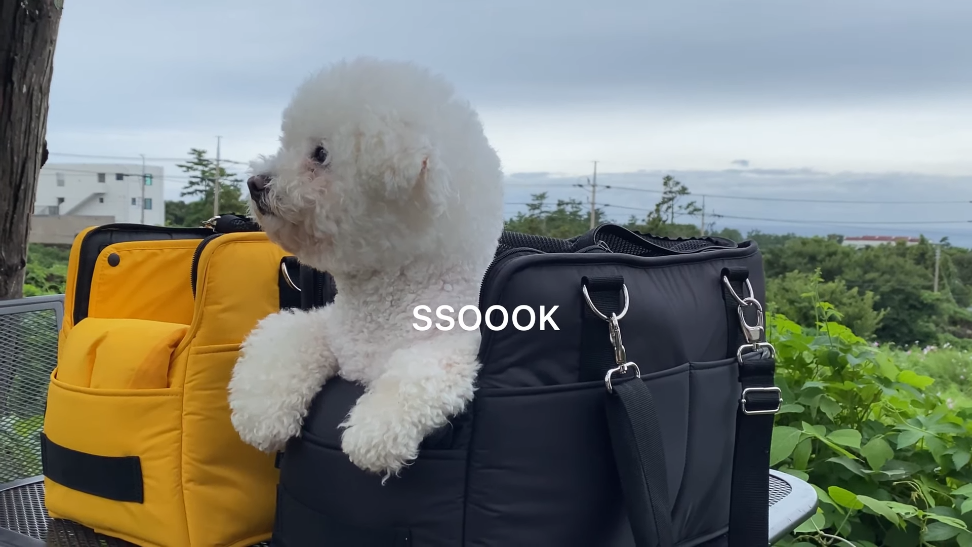 Travel to Jeju Island with SSOOOK BAG