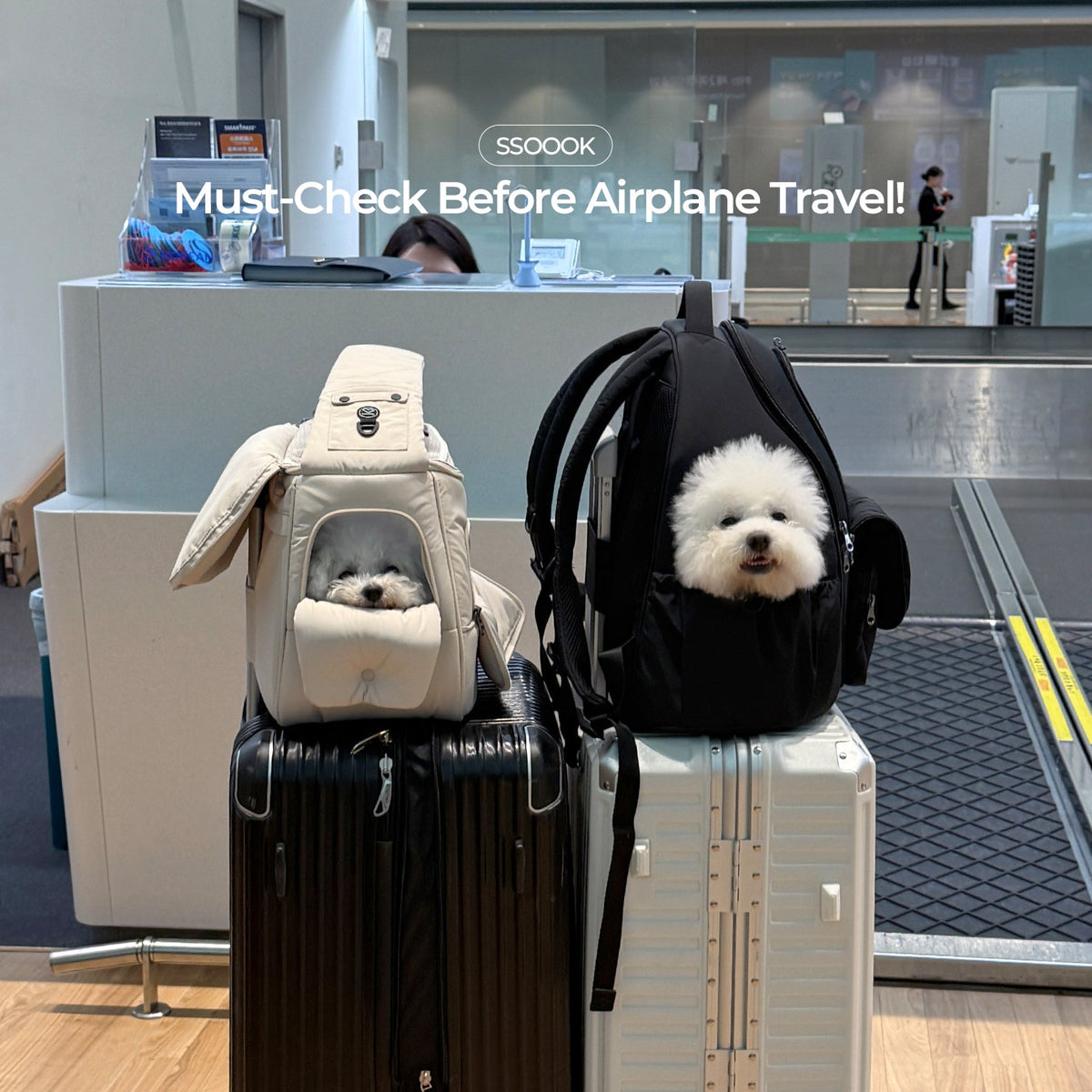 Must-Check Before Airplane Travel! Dog Carrier Selection Guide