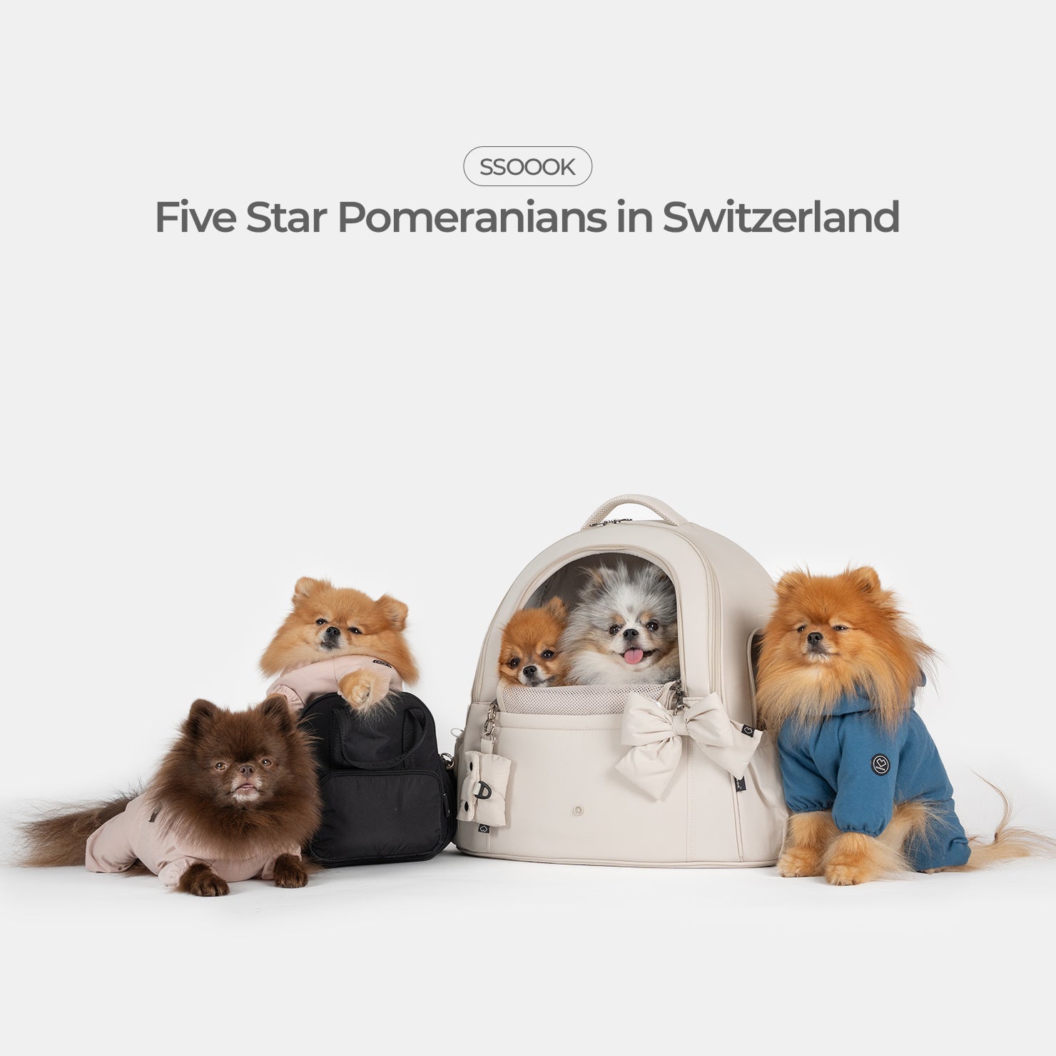 Five Star Pomeranians in Switzerland