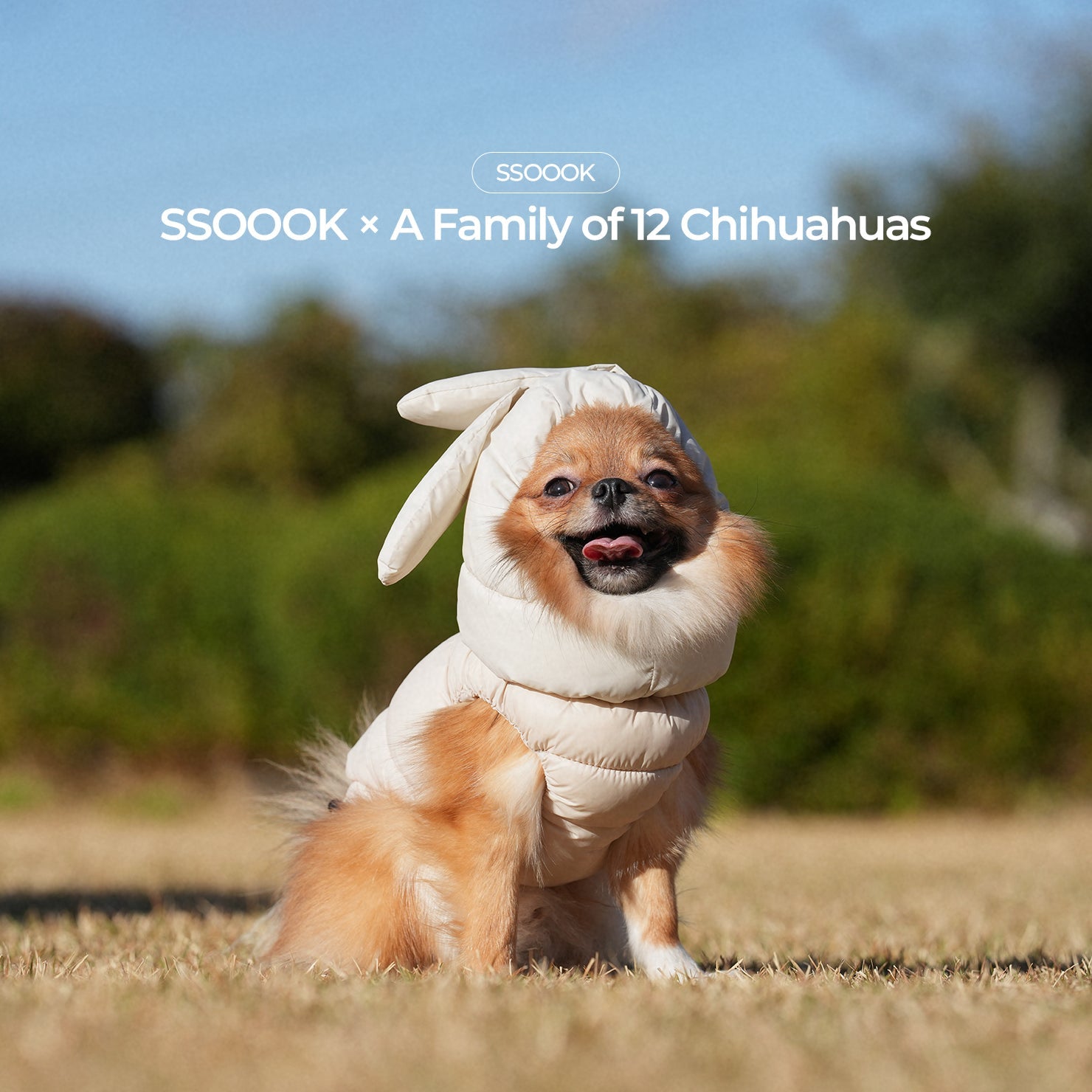 SSOOOK x Afam(A Family of 12 Chihuahuas)