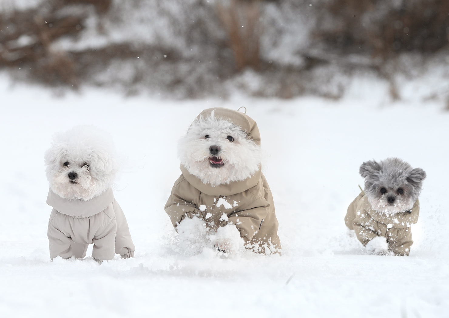 SSOOOK SNOW
