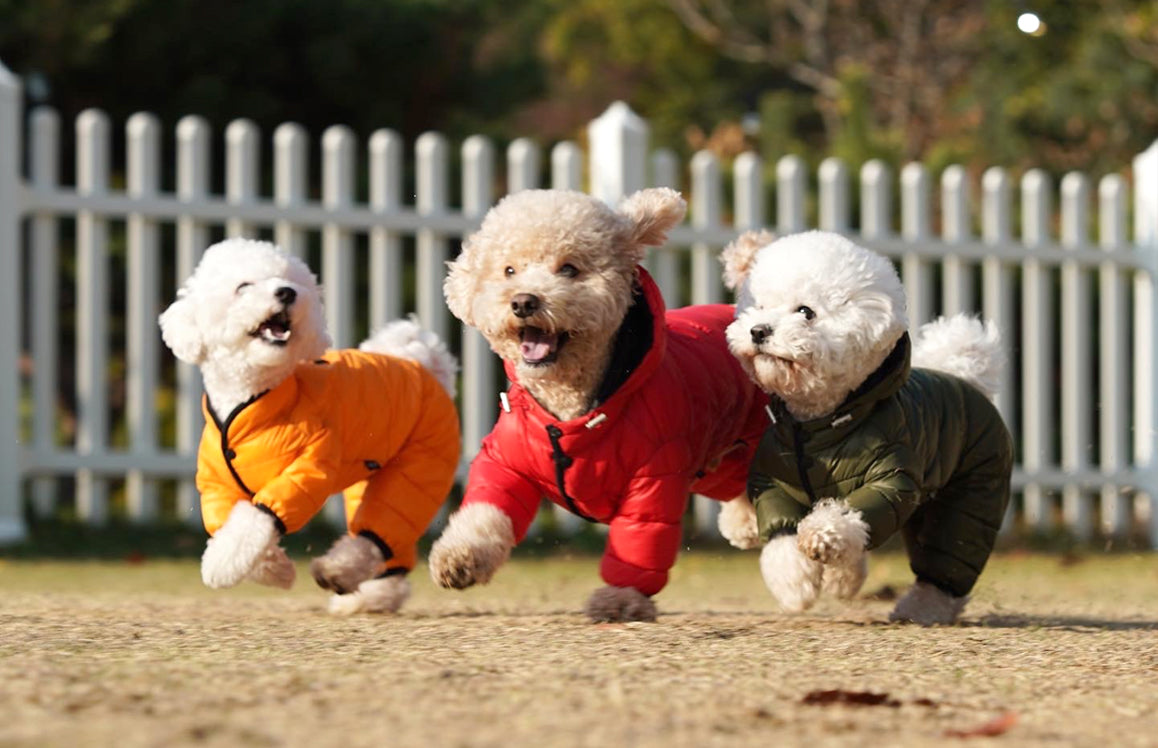Puppy Angel AIR Series