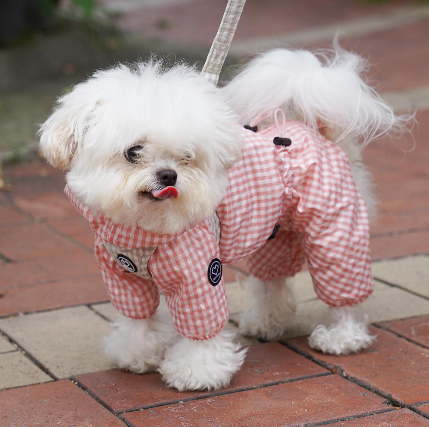 [SO-DL007] SSOOOK Check Leash