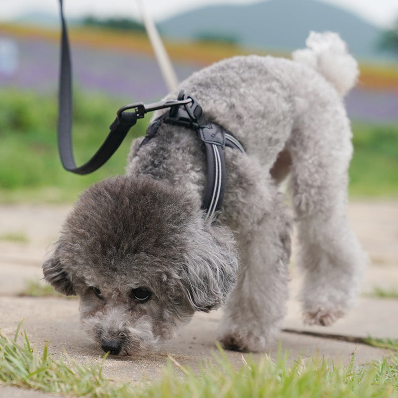 [SO-HA003] SSOOOK Harness (Buckle Type)