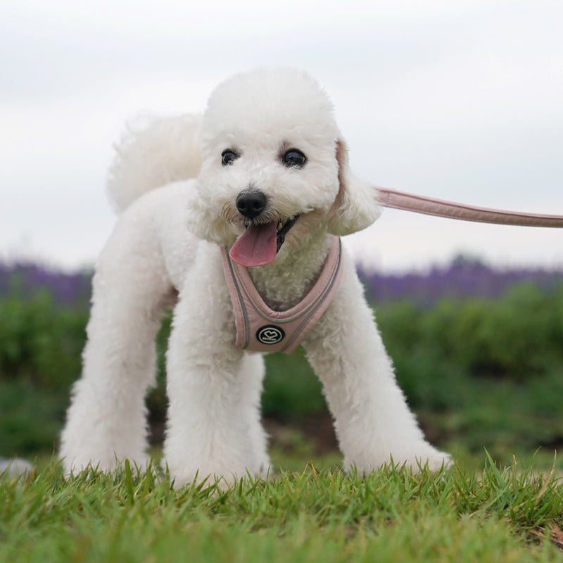 [SO-HA003] SSOOOK Harness (Buckle Type)