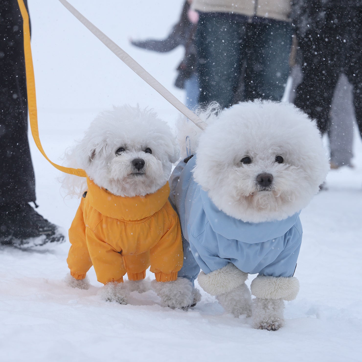 [SO-OW433] SSOOOK Identity Snow Coverall (Half Cover, For Unisex)