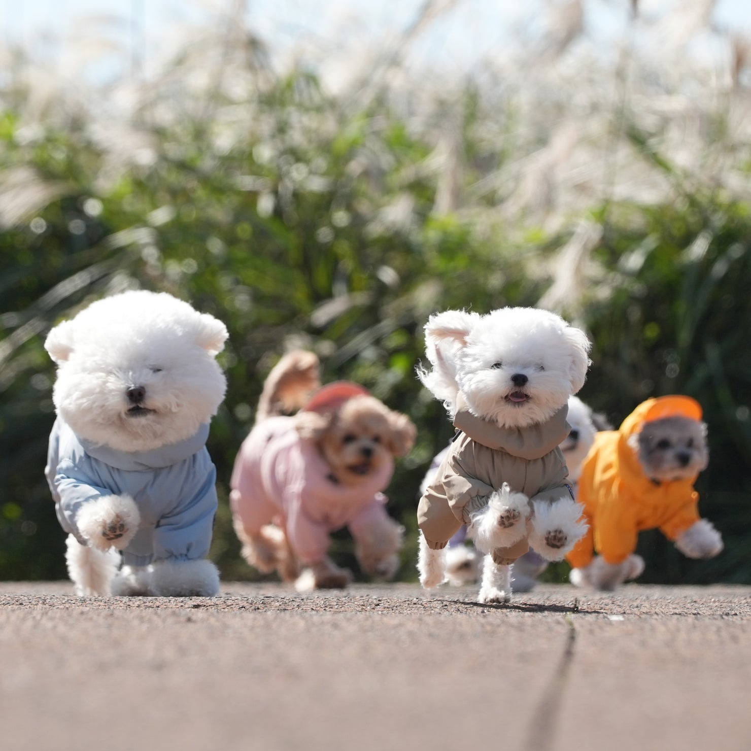 [SO-OW434] SSOOOK Identity Snow Coverall (All Cover, For Girl)